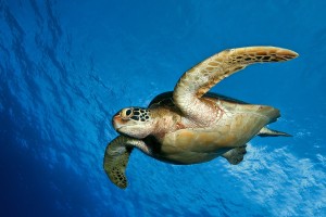 sea turtles hd