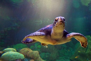 sea turtles wallpaper