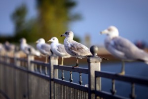 seagulls images