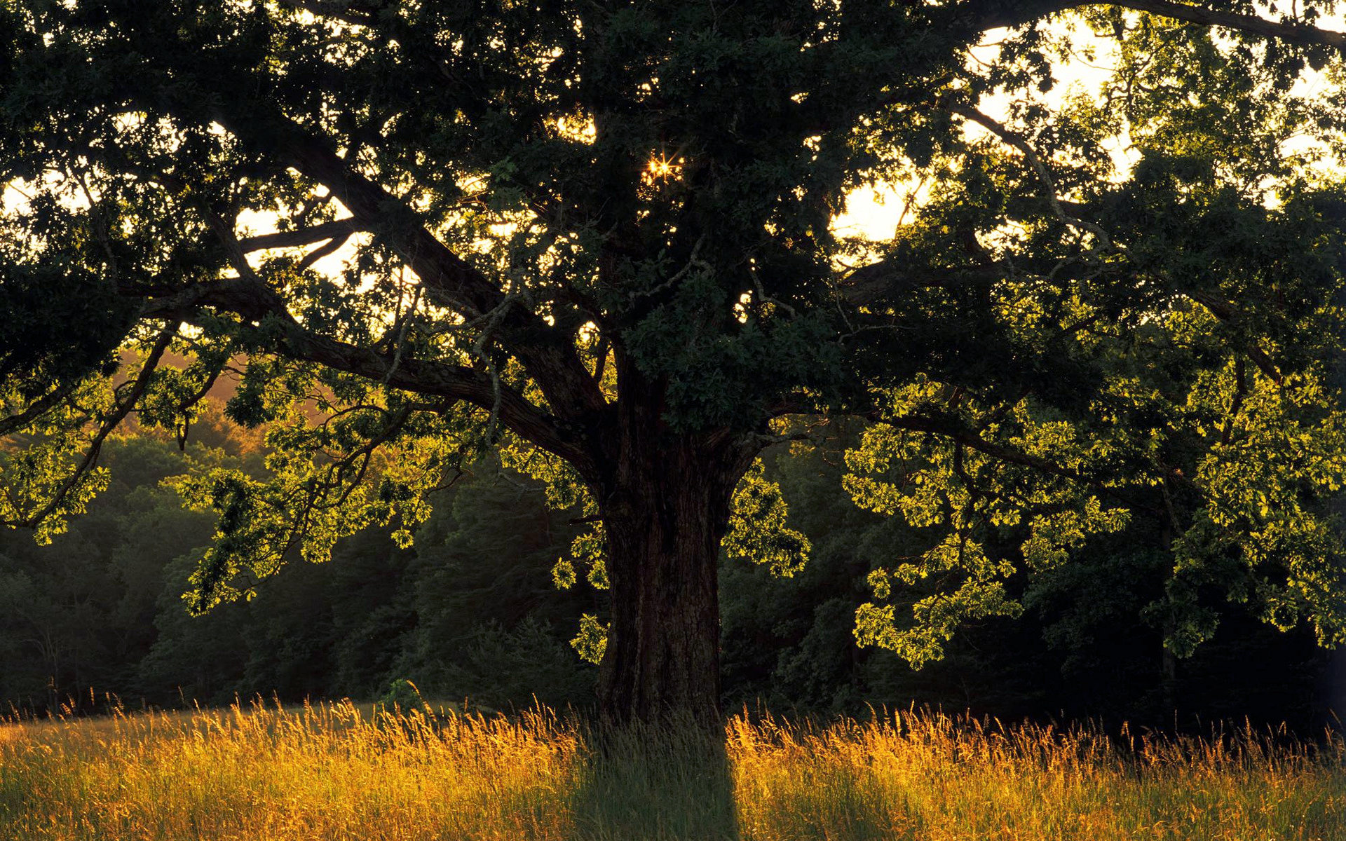 Картинки природа деревья. Александровский лес дуб столетний. Таворский дуб. Красивое дерево. Дуб дерево.