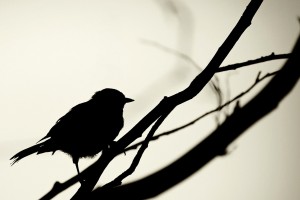 silhouette wallpaper bird