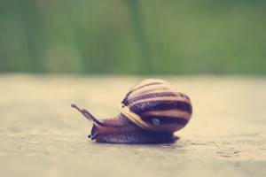 snail photo