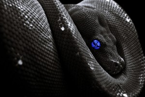 snake images