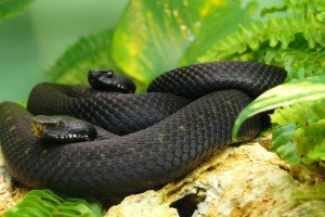 snake images download