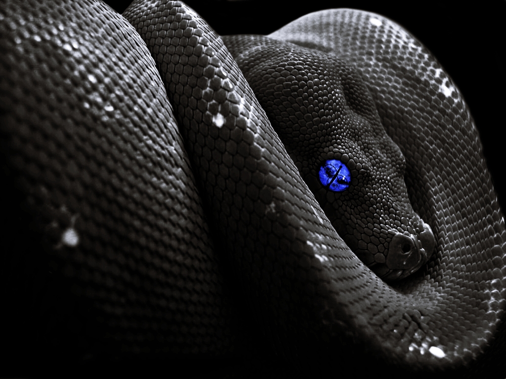 snake images - HD Desktop Wallpapers | 4k HD