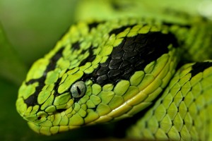 snake pictures download