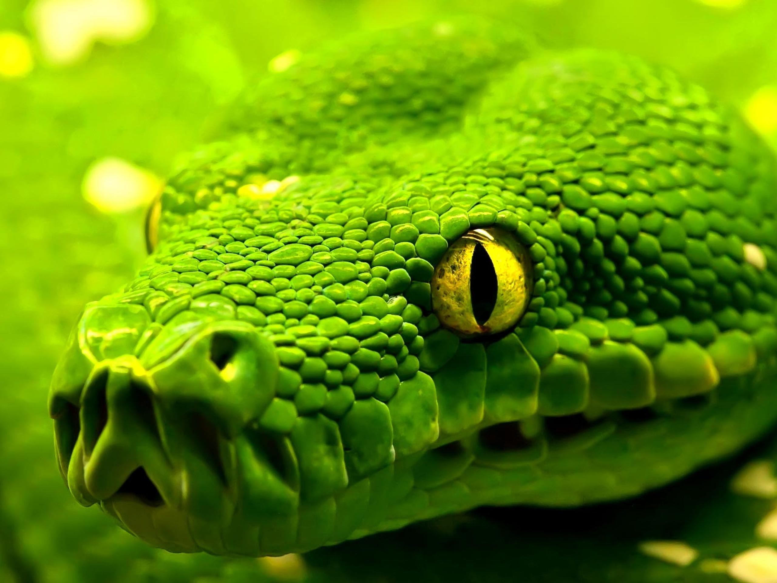 snakes images hd