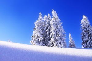 snow hill trees
