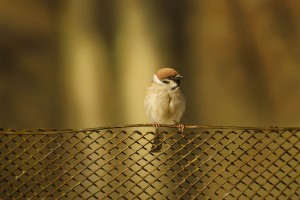 sparrow images bird