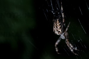 spider picture hd