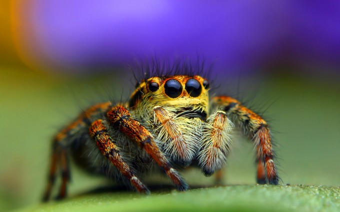 spider wallpapers 1080p