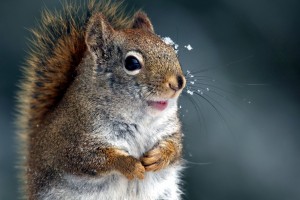 squirrel hd