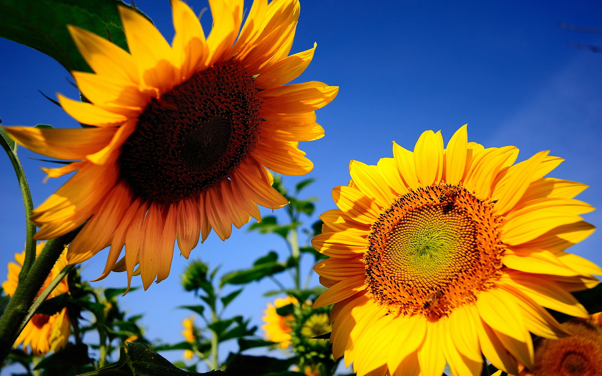 sunflowers background hd - HD Desktop Wallpapers | 4k HD