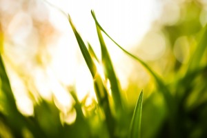 sunlight wallpaper grass
