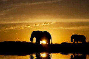 sunset images elephant