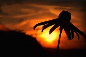 sunset images flowers