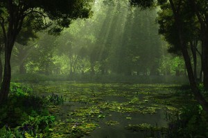 swamp nature