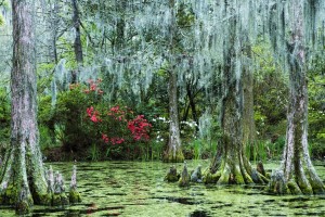 swamp trees