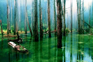 swamp wallpaper green
