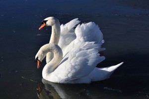 swan wallpaper hd