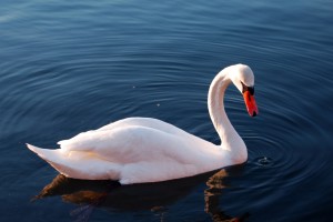 swans pictures