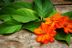 tangerine flower