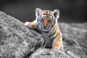 tiger baby cub