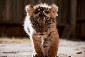 tiger baby cub cute