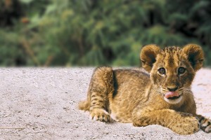 tiger baby cub nature