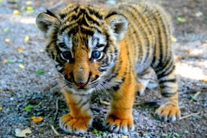 tiger cubs wallpaper