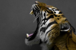 tiger desktop background