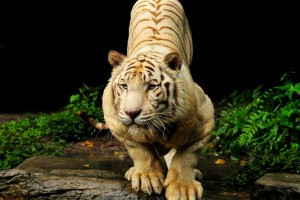 tiger images wallpaper