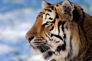 tiger macro close up