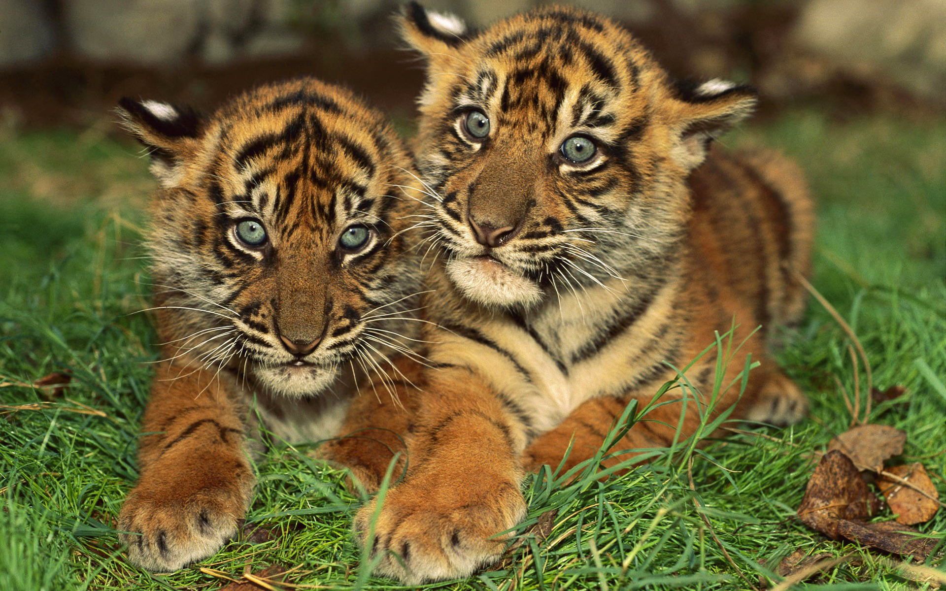 tiger photos wallpaper