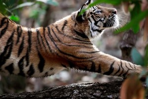 tiger stretching