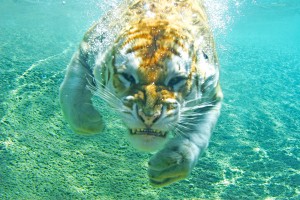 tiger swimming