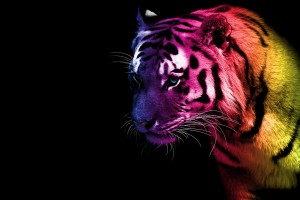 tiger wallpaper in hd