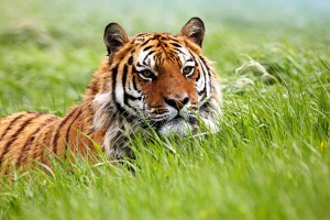 tiger wallpapers in hd