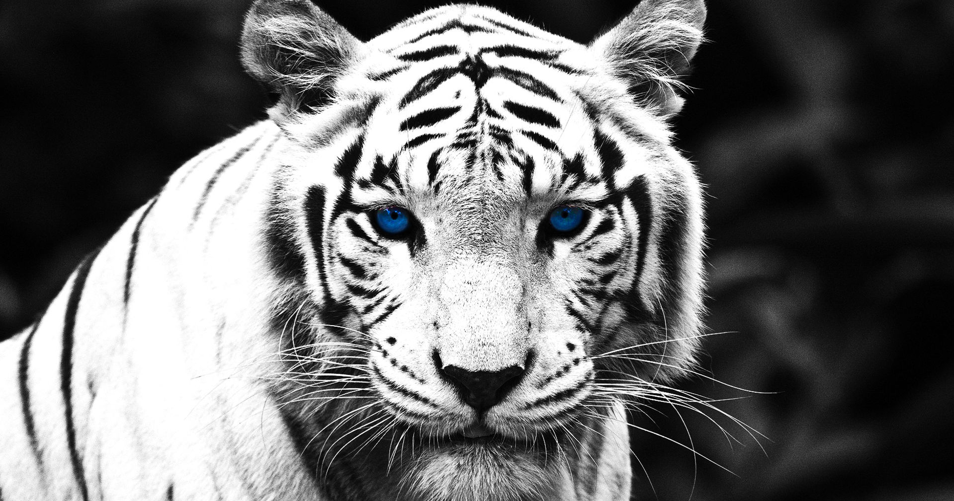 tiger wallpapers