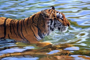 tiger water