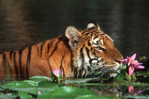 tigers pics wallpapers