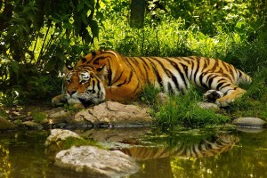 tigers pictures wallpaper