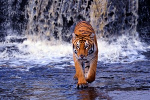 tigers wallpapers free download