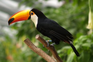 toucan bird hd