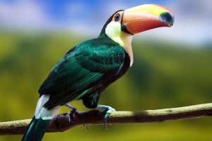 toucan bird photo
