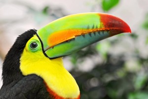 toucan bird picture