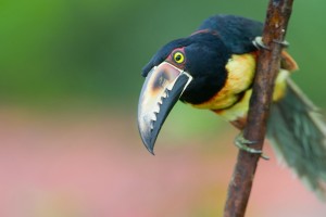 toucan bird picture hd