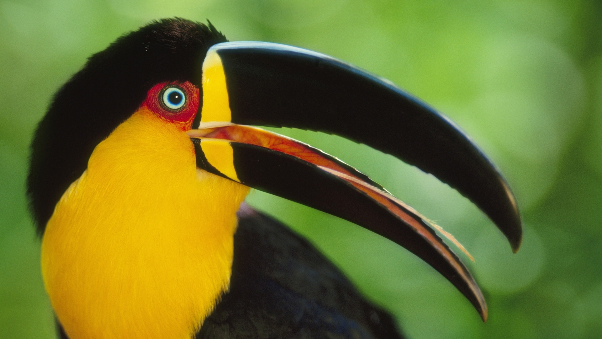 toucan bird pictures