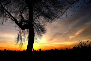 tree sunset background