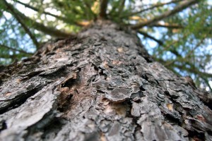 tree wallpaper bark